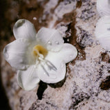 Chloe Nomade Eau De Parfum 50ml